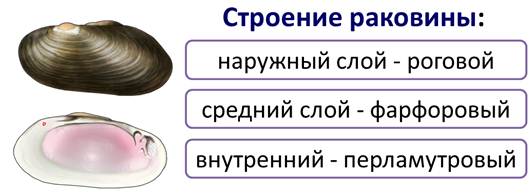 Какого вида раковины у моллюсков