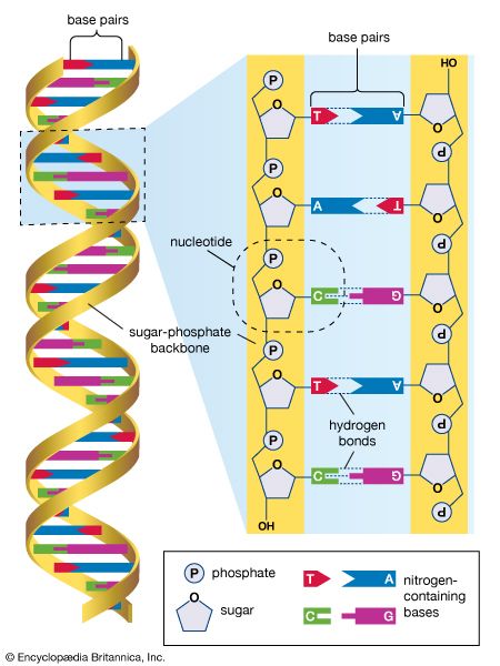 dna structure and replication - Year 8 - Quizizz