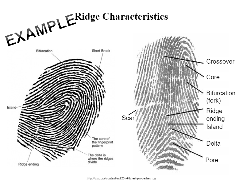 fingerprint ridge characteristics worksheet