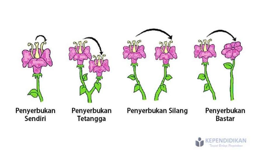 Penyerbukan dimana putik dibuahi oleh serbuk sari yang berasal dari bunga tumbuhan yang berbeda varietas disebut penyerbukan