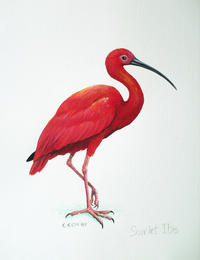 The Scarlet Ibis Quiz Literature Quiz Quizizz