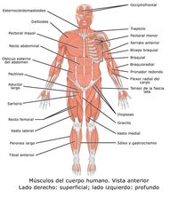 El sistema osteomuscular