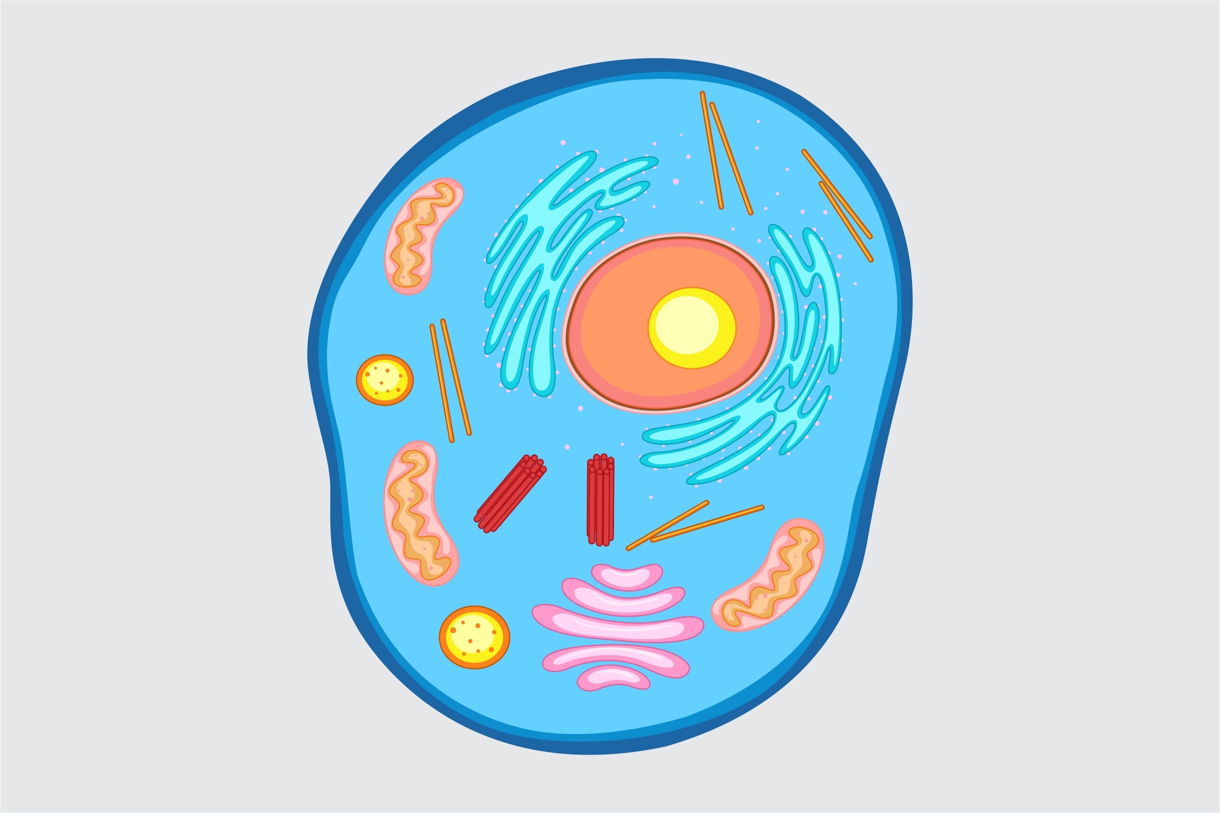 the cell membrane - Year 1 - Quizizz