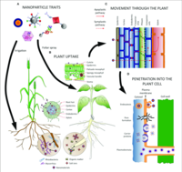 Transport in Plants