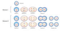 meiosis - Year 1 - Quizizz