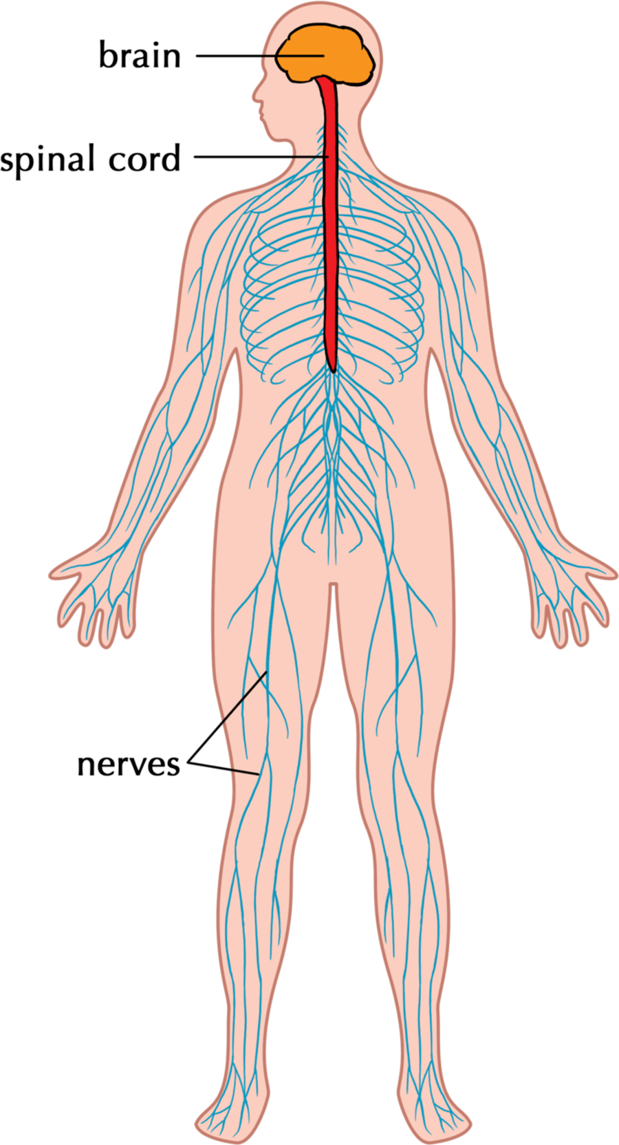 nervous-system-science-quiz-quizizz