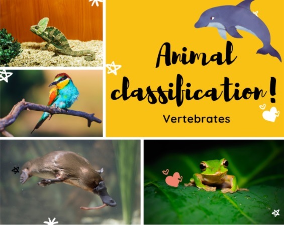 VERTEBRATES | Quizizz