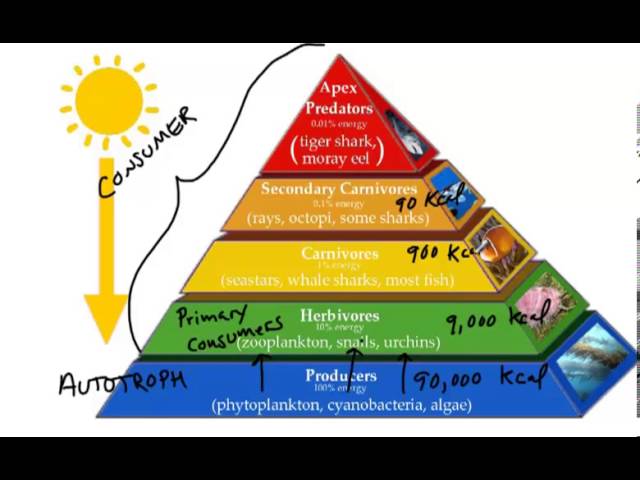 food-chain-gizmo-vocab-4-review-science-quizizz