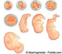 Biología del desarrollo - Grado 10 - Quizizz