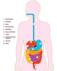 the digestive and excretory systems - Class 9 - Quizizz