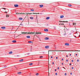 Histology | Quizizz