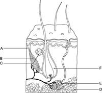 Integumentary System Test Review | Other Quiz - Quizizz