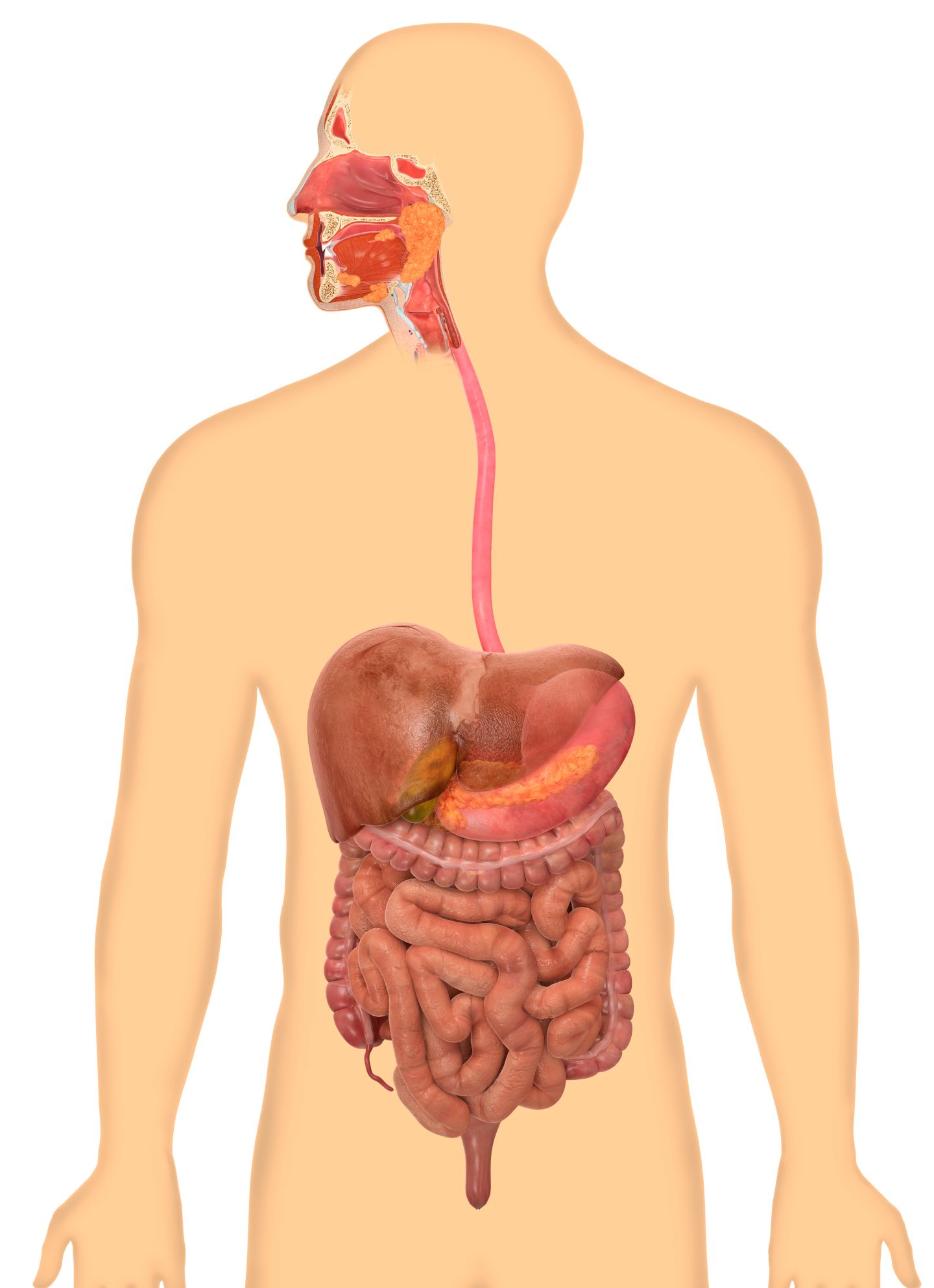 the digestive and excretory systems - Class 7 - Quizizz