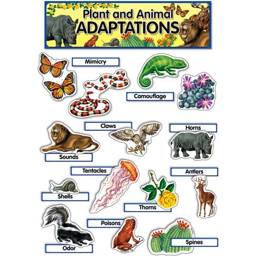 Seleksi Alam dan Adaptasi - Kelas 11 - Kuis
