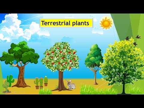 terrestrial plants