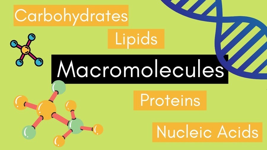 four macromolecules