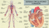 os sistemas circulatório e respiratório Flashcards - Questionário