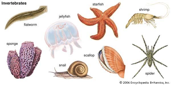 phylogeny - Year 10 - Quizizz