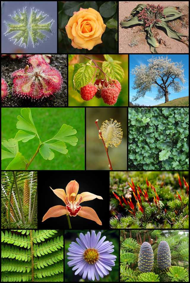 Plantas, animais e a terra Flashcards - Questionário