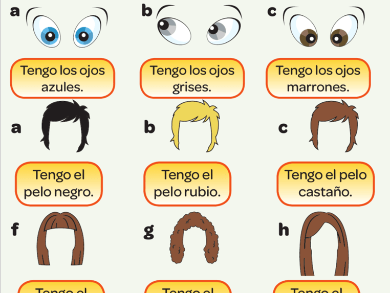 El pelo y los ojos | 333 jugadas | Quizizz