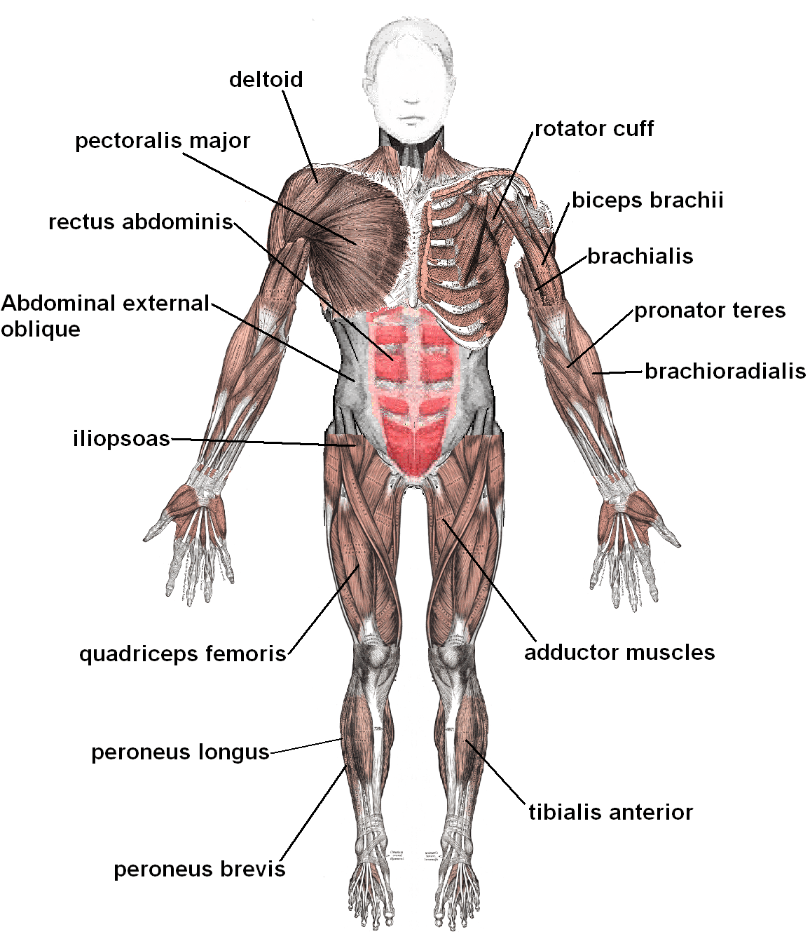 muscular-system-biology-quiz-quizizz