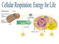 cellular respiration - Grade 5 - Quizizz