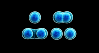 mitosis - Grado 11 - Quizizz