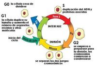 o ciclo celular e a mitose - Série 10 - Questionário