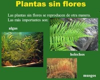 PLANTAS SIN FLORES