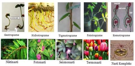 Contoh gerak tumbuhan berikut yang bukan merupakan contoh dari gerak nasti adalah ...