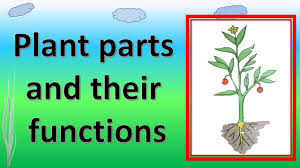 plant parts and their functions Flashcards - Quizizz