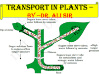 membranes and transport - Class 11 - Quizizz