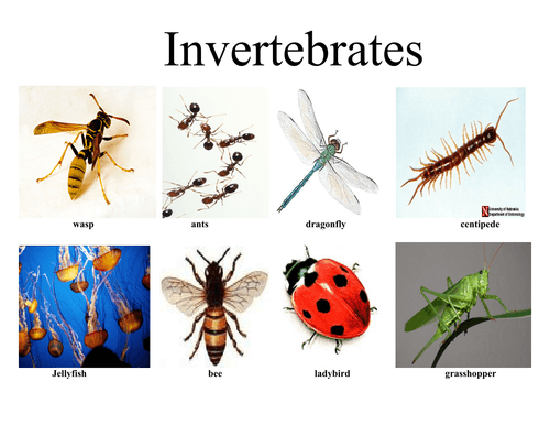 INVERTEBRATES | Zoology Quiz - Quizizz