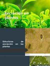 diagrama de célula vegetal - Série 7 - Questionário