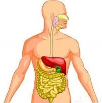 Kecuali menjadi halus utama, usus manusia dibagi pada tiga bagian Begini Fungsi