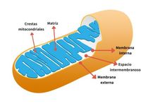 respiración celular Tarjetas didácticas - Quizizz