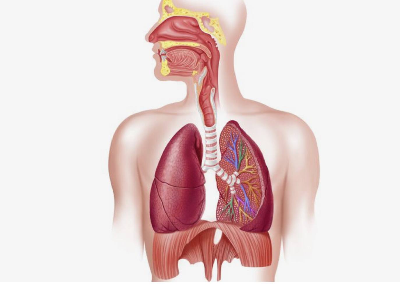 respiratory-system-science-quizizz