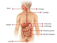 os sistemas digestivo e excretor - Série 2 - Questionário