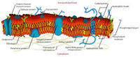 the cell membrane - Class 8 - Quizizz