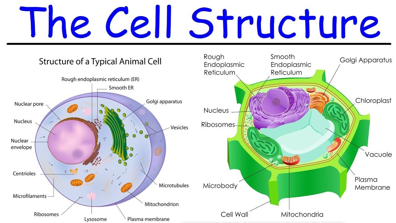 structure of a cell - Class 9 - Quizizz