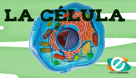 estructura de una celula - Grado 5 - Quizizz