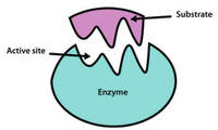 enzymes - Class 12 - Quizizz