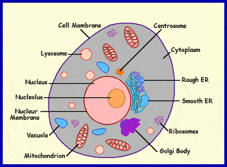 Cell organelles and their functions. | 160 plays | Quizizz