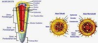 alkana sikloalkana dan gugus fungsi - Kelas 6 - Kuis