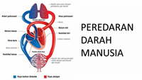 sistem peredaran darah dan pernapasan - Kelas 5 - Kuis