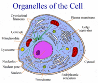 célula vegetal y animal - Grado 7 - Quizizz