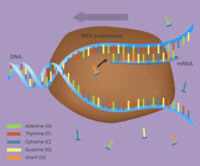 synteza rna i białek - Klasa 7 - Quiz