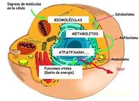 metabolismo - Grado 10 - Quizizz