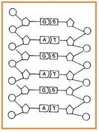 sintesis RNA dan protein - Kelas 3 - Kuis