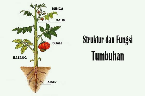 sejarah kehidupan di bumi - Kelas 12 - Kuis